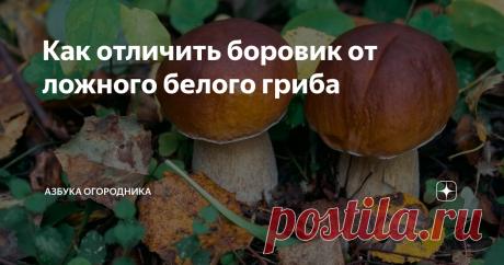 Как отличить боровик от ложного белого гриба Боровик относится к грибам, за которыми чаще всего отправляются в лес. Его ценят за высокие вкусовые качества и богатый питательный состав.