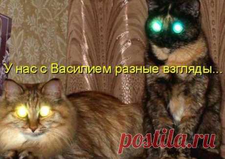 Прикольные коты — фото с подписями | Развлекуха.ру