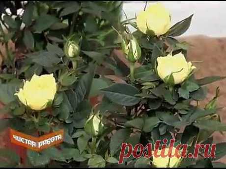 Как ухаживать за комнатной розой?