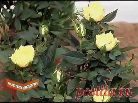 Как ухаживать за комнатной розой?