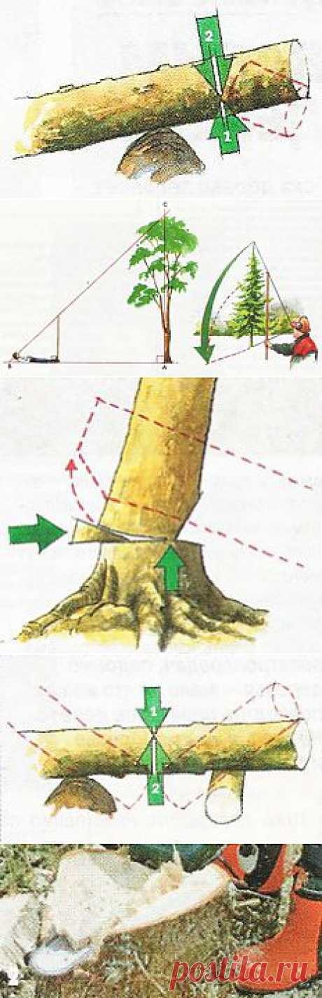 Спилить дерево - Построим дом и дачу сами
