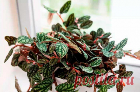 Комнатное растение Пеллиония (Pellionia). Пеллиония - растение более редкое и требовательное, чем обычная традесканция. В то же время она и более необычна. Основной секрет успеха выращивания этих растений - повышенная влажность. Пеллиония будет хорошо себя чувствовать в аквариуме-бутылке с другими влаголюбивыми растениями.