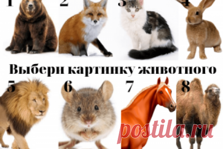 Тест: на какое животное вы похожи | Психология
