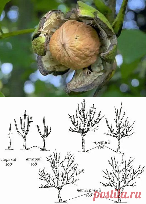 Как правильно обрезать орех. Формирование кроны грецкого ореха схема. Формировка дерева грецкого ореха. Обрезка дерева грецкого ореха. Формировка кроны грецкого ореха.