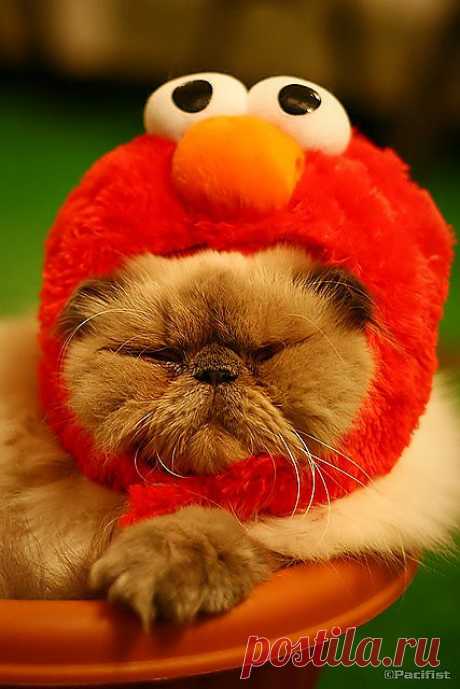 Cute Cat