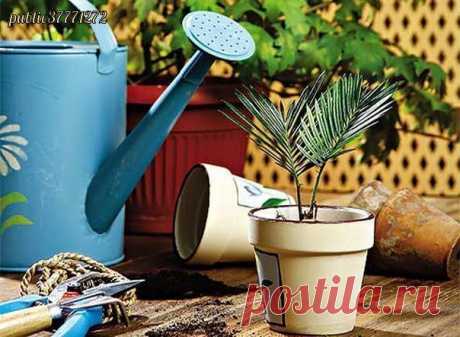 6 БАБУШКИНЫХ СОВЕТОВ ПО УХОДУ ЗА ЦВЕТАМИ ● Хозяюшки Online ●

6 БАБУШКИНЫХ СОВЕТОВ ПО УХОДУ ЗА ЦВЕТАМИСовет 1.Зимой и осенью цветы нужно поливать утром. Летом и весной – вечером.Совет 2.Опрыскивать цветы нужно рано утром или вечером. В опрыс…