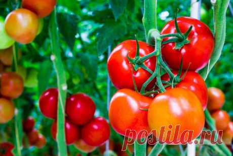 Формирование томата в 2 стебля Огород без хлопот - информационный сайт для дачников, садоводов и огородников.