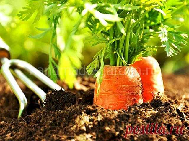 Посадка моркови в июне 2022 года, благоприятные дни по лунному календарю - Своими руками на даче - как посеять, сажать, ухаживать за растениями и цветами