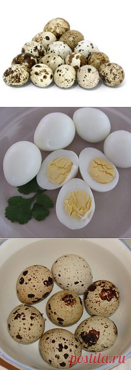Как варить перепелиные яйца. Сколько варить перепелиные яйца. Как приготовить варёные перепелиные яйца.