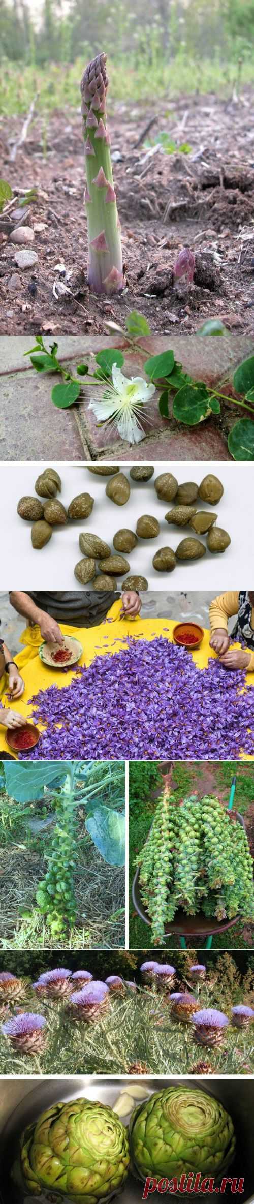 Растения, на которых растут известные нам продукты (11 фото). Арахис, спаржа, оливки, кокосы – для большинства это хорошо известные продукты, однако наверняка не все знают, как именно они растут, ведь мы их, как правило, видим уже в "готовом" виде. Предлагаем взглянуть:
