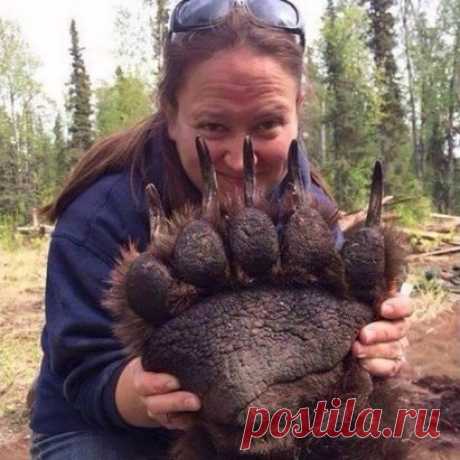 Лапа спящего под транквилизаторами гризли ...