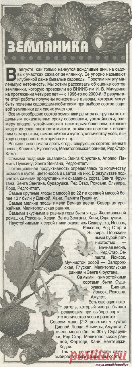 Сорта земляники