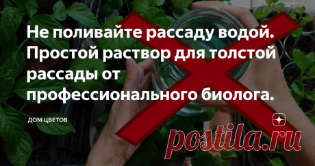 Не поливайте рассаду водой. Простой раствор для толстой рассады от профессионального биолога. Собирая полезную информацию на просторах интернета в части правильного выращивания рассады различных овощных культур, цветов и других растений, мы наткнулись на рекомендации известного блогера биолога Ивана Русских. В одной из его публикаций прозвучала идея о том, что не стоит поливать растения, особенно в стадии рассады обычной чистой водой. И в сегодня мы решили поделимся с вами его особым