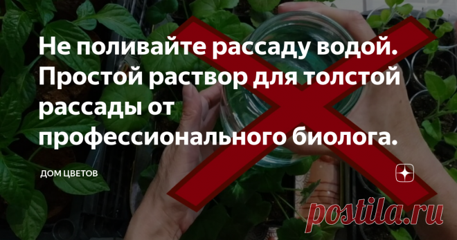 Не поливайте рассаду водой. Простой раствор для толстой рассады от профессионального биолога. Собирая полезную информацию на просторах интернета в части правильного выращивания рассады различных овощных культур, цветов и других растений, мы наткнулись на рекомендации известного блогера биолога Ивана Русских. В одной из его публикаций прозвучала идея о том, что не стоит поливать растения, особенно в стадии рассады обычной чистой водой. И в сегодня мы решили поделимся с вами его особым