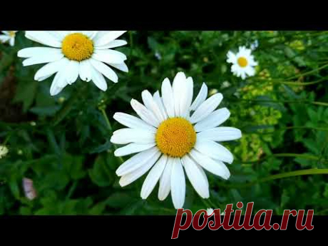 Оркестр Поля Мориа Мама Paul  Mauriat mama.