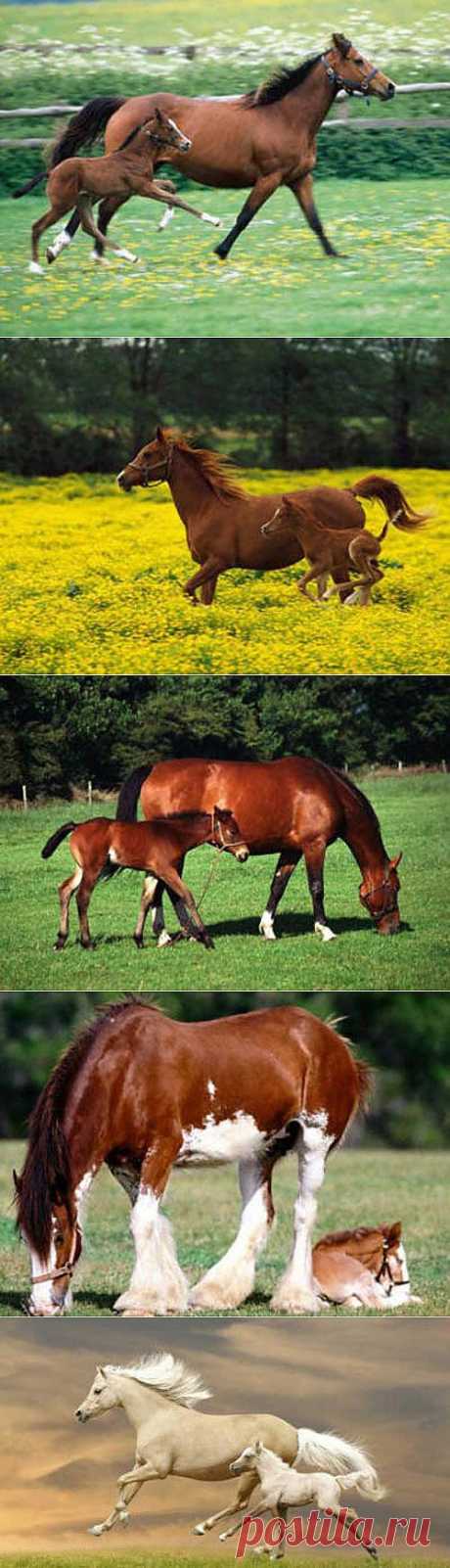 Фото жеребят и маленьких лошадок с мамами