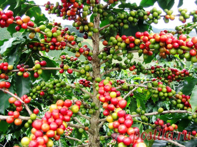 Выращиваем кофейное дерево у себя дома