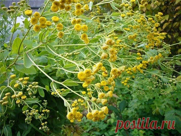 КАНУПЕР ИЛИ ПИЖМА БАЛЬЗАМИЧЕСКАЯ
Пижма бальзамическая (Tanacetum balsamita, Tanacetum balsamitoides) — это многолетнее растение семейства сложноцветных, имеющее многочисленные названия. Наиболее употребительные местные названия пижмы бальзамической на территории бывшего СССР — канупер (слово с множеством вариантов произношения: кануфер, колуфер, калуфер, и т.д.), а также сарацинская мята и бальзамическая рябинка. Несколько реже можно встретить другие народные названия — па...