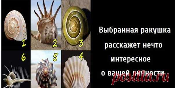 Выбранная ракушка расскажет нечто интересное о вашей личности. Вспомните лето, море и ракушки — взгляните на эти ракушки на фотографиях. Какая из них Вас больше всего привлекает?

Выберите ту, которая вам нравится больше всего! А теперь прочтите расшифровку описания.

Ракушка #1
Показать полностью...