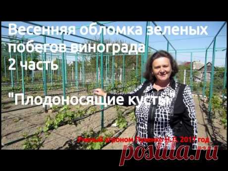 ВЕСЕННЯЯ ОБЛОМКА ПОБЕГОВ ВИНОГРАДА. 2 часть. ПЛОДОНОСЯЩИЕ КУСТЫ.