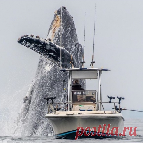Огромный кит чуть не раздавил рыбацкую лодку Огромный кит выпрыгнул рядом с рыбацкой лодкой в калифорнийском заливе Монтерей.Взрослые самцы горбатых китов достигают в длину 13,5 метров, а самки —