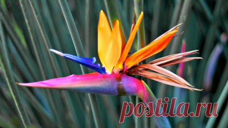 Стрелиция - райский цветок | Блог Флориденс - Все о цветах и растениях!