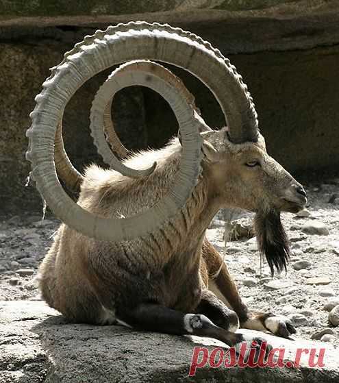Нубийский горный козёл. (Посмотреть бы на его жену, что наставила такие рога)