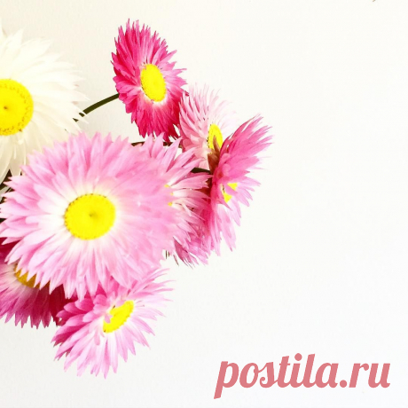 Australian beauties! Pink everlastings. #paperflowers #everlastings #love #pink #daisy #florals #flowers #flowerart #flowerbomb #pink #perth #perthgirl #perthflorist #womeninbusiness #arrangement #blooms #bloomtribe #nativeflowers #natives #natural #white #deluxe #luxury