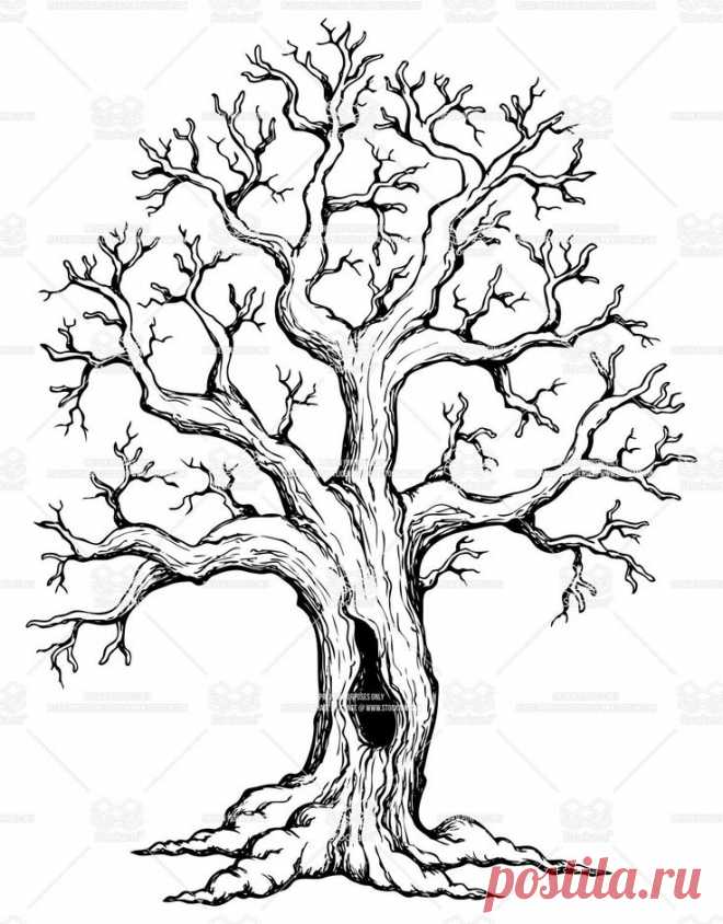 Oak Tree Drawings with Roots | Illustrator's description: Tree theme drawing 1 - vector illustration.