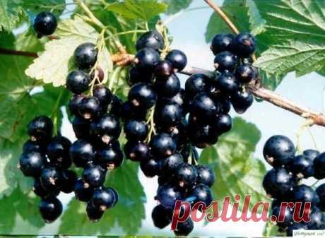 Полив смородины кипятком
