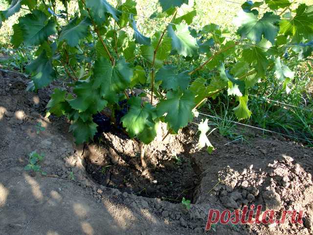 Виноград плодовый Довга в наличии низкая цена - саженцы и крупномеры, описание, отзывы, фото, посадка крупномера