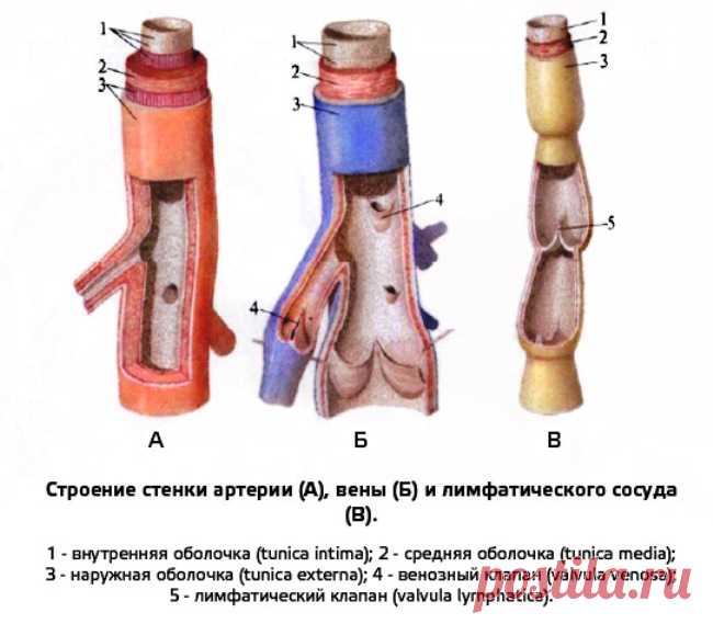 Экскурсия артериальной стенки