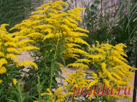 Солидаго (Solidago hybrids).