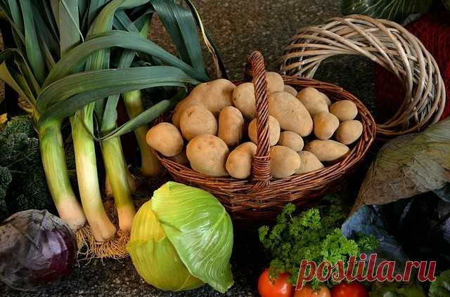 Спасение картофеля от проволочника народными и химическими средствами | Журнал 