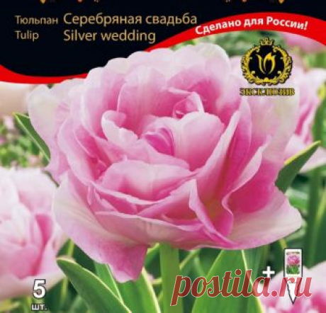 Тюльпан Триумфатор, смесь Потрясающие махровые тюльпаны сорта "Серебряная свадьба" чем-то напоминают свадебный букет их самых очаровательных чайных роз. Крупные розово-сиреневые лепестки с жемчужным отливом украшены нежной серебристой каймой. Листья густые, декоративные, со светлым контрастным краем.
