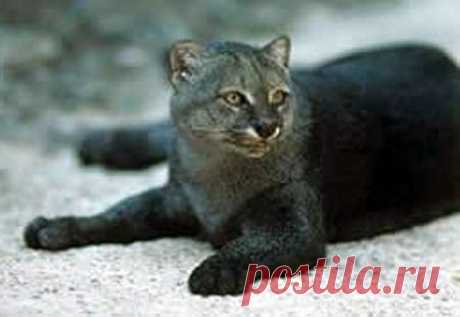 Jaguarundi - Tigrillo of the South | Animal Pictures and Facts | FactZoo.com