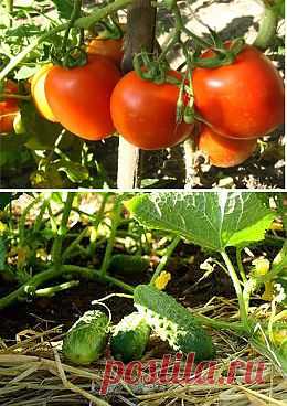 Несколько секретов в выращивании томатов и огурцов в открытом грунте.