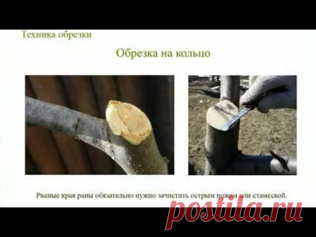Техники обрезки плодовых деревьев. Обрезка деревьев от А до Я. Часть 3.