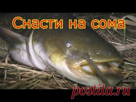 Ловля сома на куриную печень и как сделать снасть на сома . My fishing