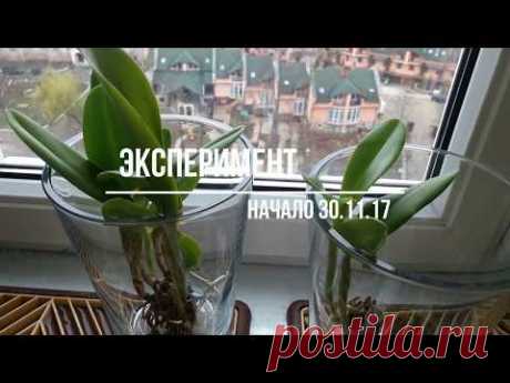 Эксперимент с чаем + 4 капли лимона, продолжение следует...