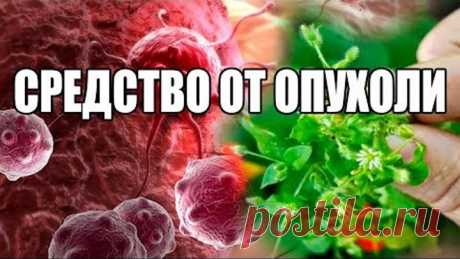 Трава, которая рассасывает опухоли! Пила отвар всего неделю - вылечила ноги и сердце.