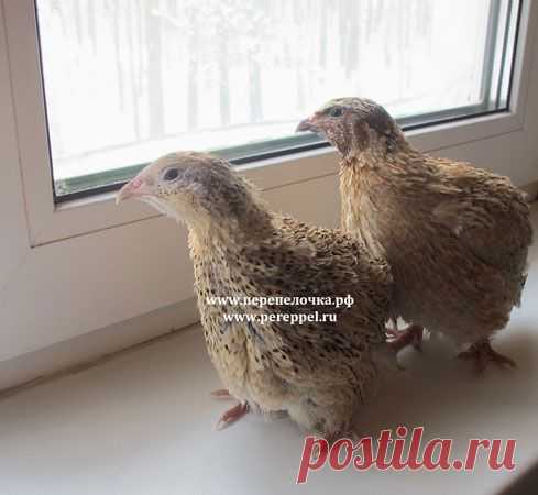 perepela.jpg (489×450)