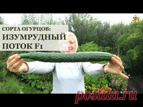 СУПЕР большие огурцы Изумрудный поток F1 * Сорта огурцов