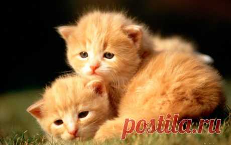 Wallpapers Baby Animals (46 Wallpapers) – Adorable Wallpapers