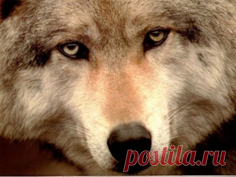 Человечность зверя / До слез трогательный ролик / ВОЛК [ Wolf Life ]