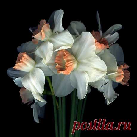 КРАСОТА НА ЧЕРНОМ БАРХОТЕ.