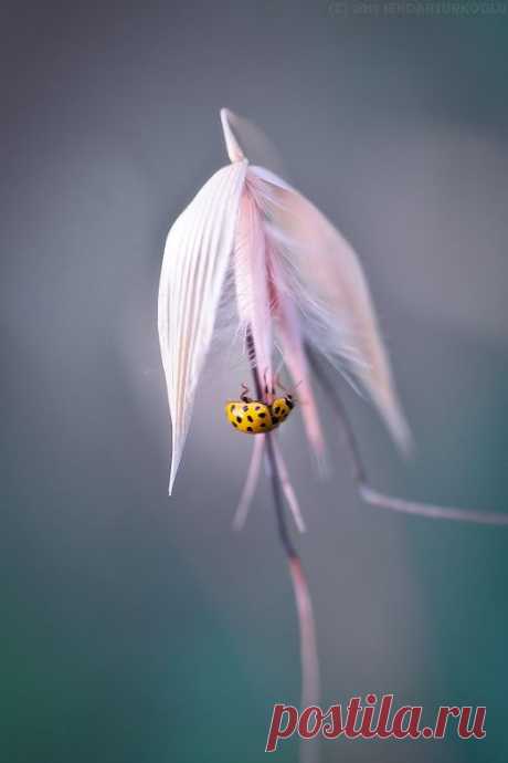 Фото в Google+
