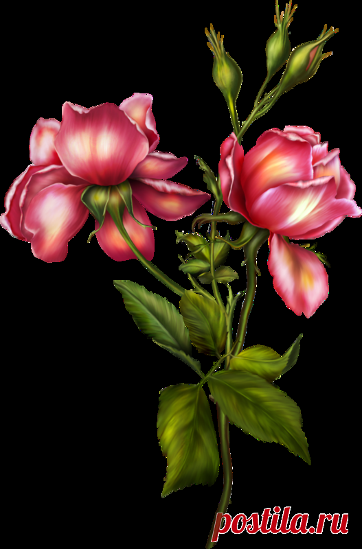 Цветы - Клипарты PNG - Клипарты у Анны.