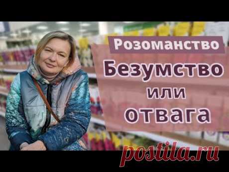 РОЗЫ ИЗ КОРОБКИ: Сохранить, посадить или выкинуть? Опыт бывалого розомана.18 февраля 2024 г.