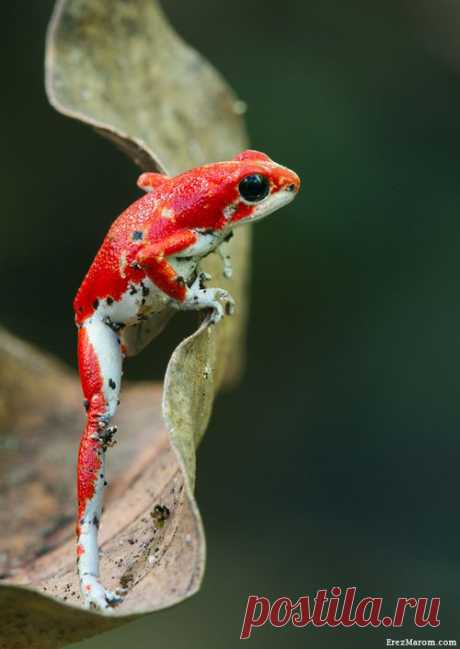 Beautiful Nature - earthandanimals: The Athlete Strawberry Posion...